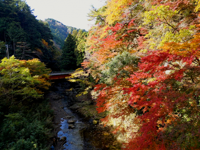 四方木白岩橋の紅葉の写真